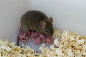 Rüyada fare görmek kötüye mi yorulur